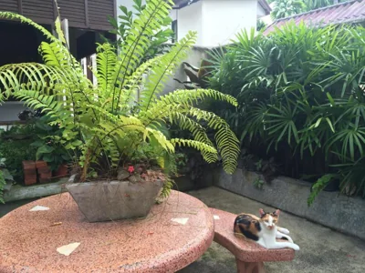 Fern House Retreat – Photos 15